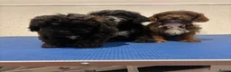 Cockapoo dogs for sale: 3 Gorgeous Boys in Merthyr Tydfil - Advert 8