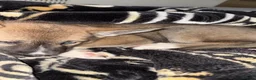 Huskita dogs for sale: Huskita female - Advert 4