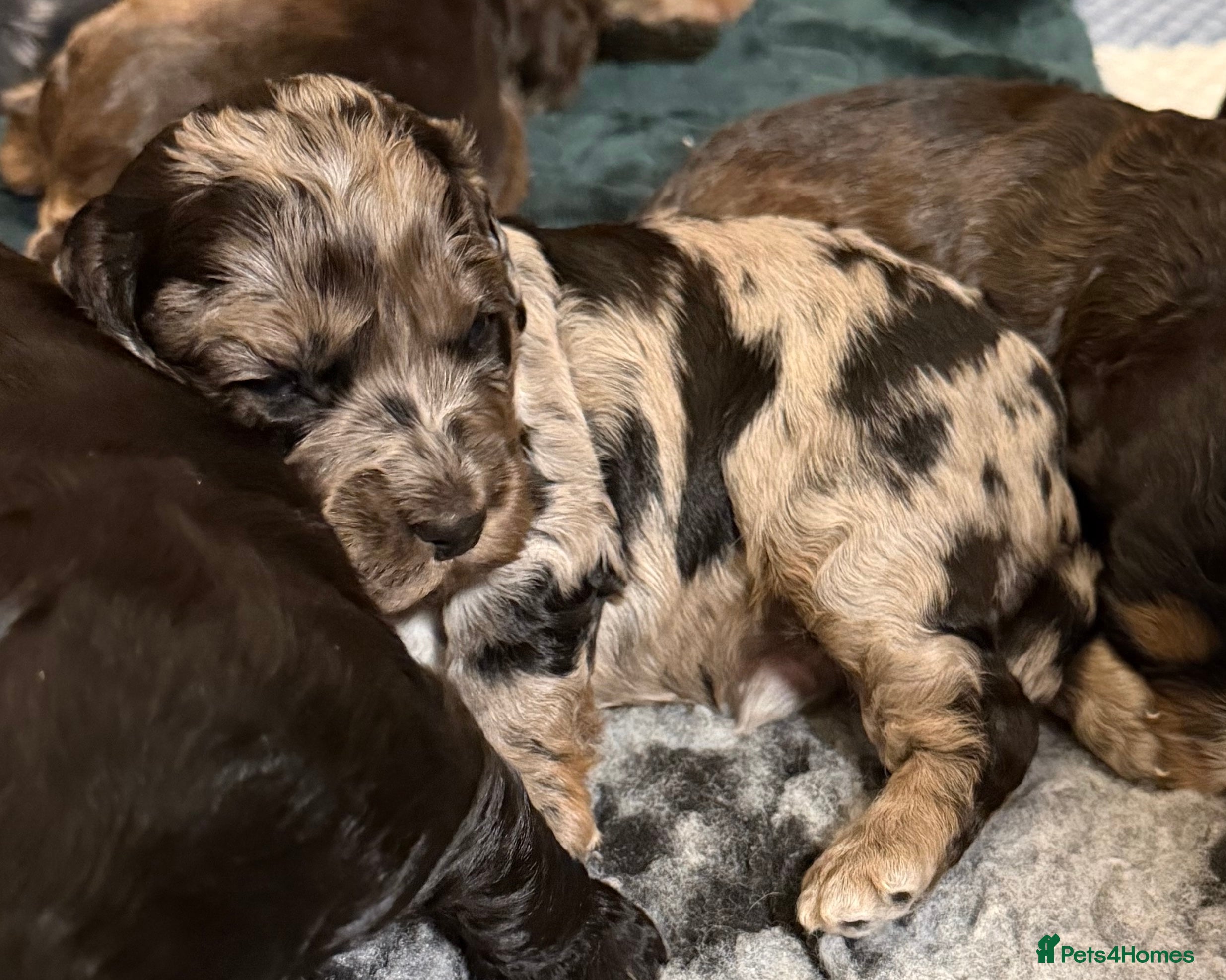 Cockapoo dogs F1 Cockapoo Puppies - Advert 15