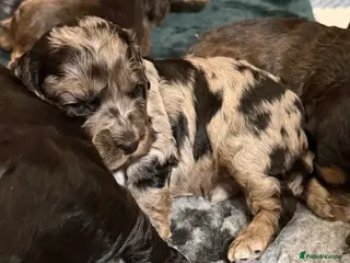 Cockapoo dogs F1 Cockapoo Puppies - Advert 15