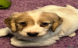 Cocker Spaniel dogs for sale: Working Cocker Spaniels - Image 9