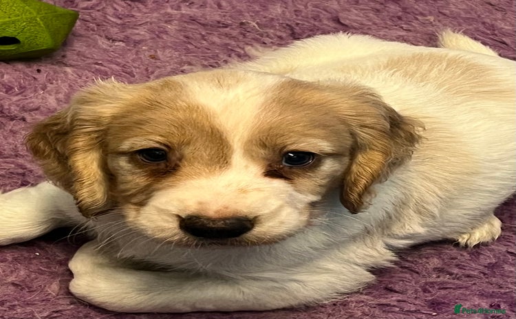 Cocker Spaniel dogs Working Cocker Spaniels - Advert 15