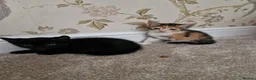 Mixed Breed cats for sale: Kittens Ready Now in Basildon - Advert 21