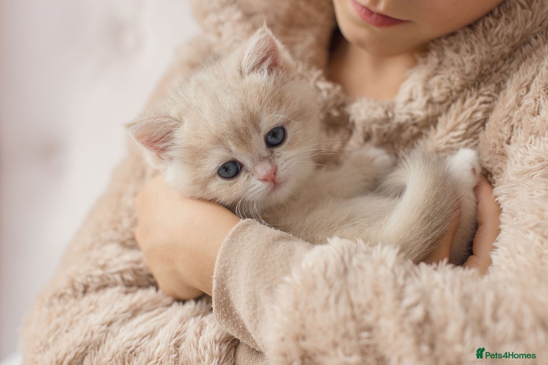 British Shorthair cats for sale: Cuddly Golden Blue British Shorthair girl  - Advert 13