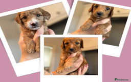 Cockapoo dogs for sale: Stunning litter of F1bb cockapoo’s  - Advert 2