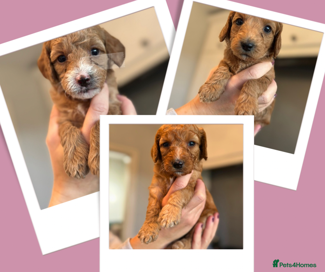 Cockapoo dogs for sale: Stunning litter of F1bb cockapoo’s  - Advert 2
