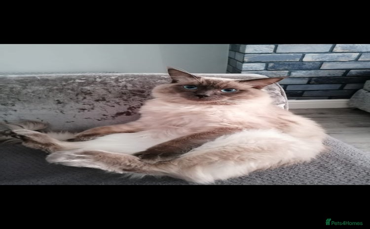Ragdoll cats for sale - Advert 1