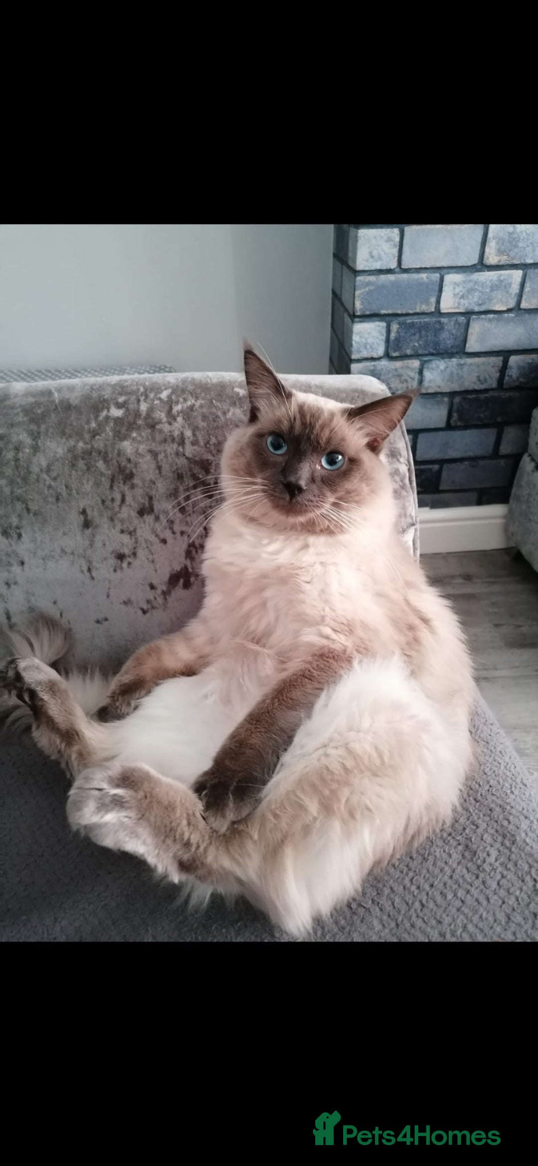 Ragdoll cats for sale: Male Ragdoll - Image 1