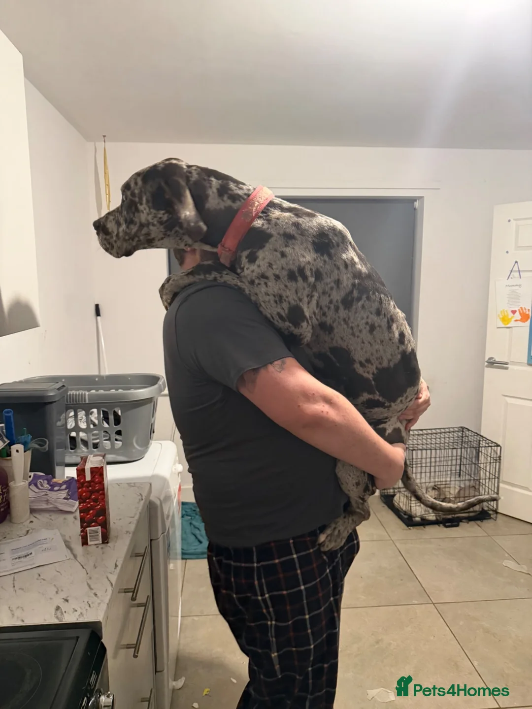 Great Dane dogs for sale: Luna  - Advert 3