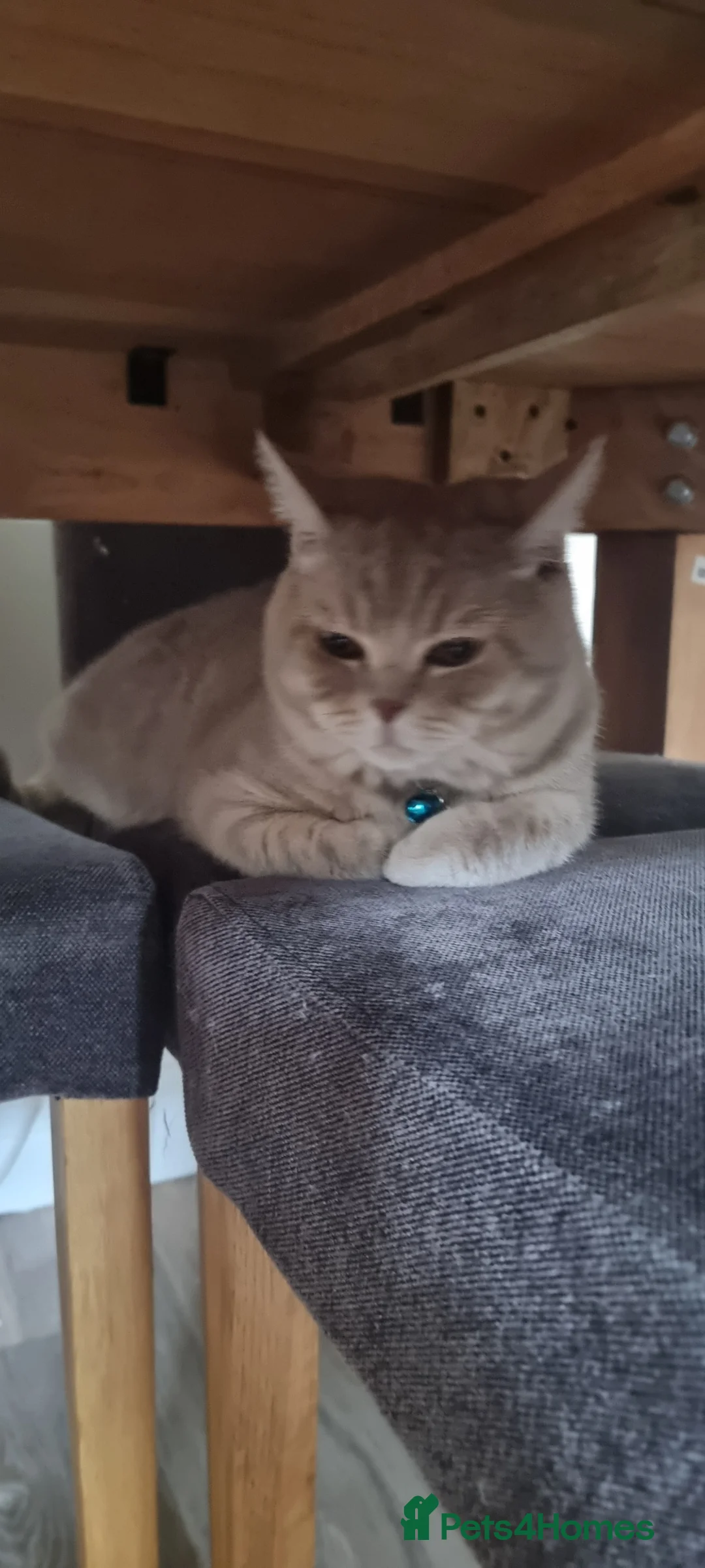 British Shorthair cats for sale: Male British short haired 1 year old  - Advert 2