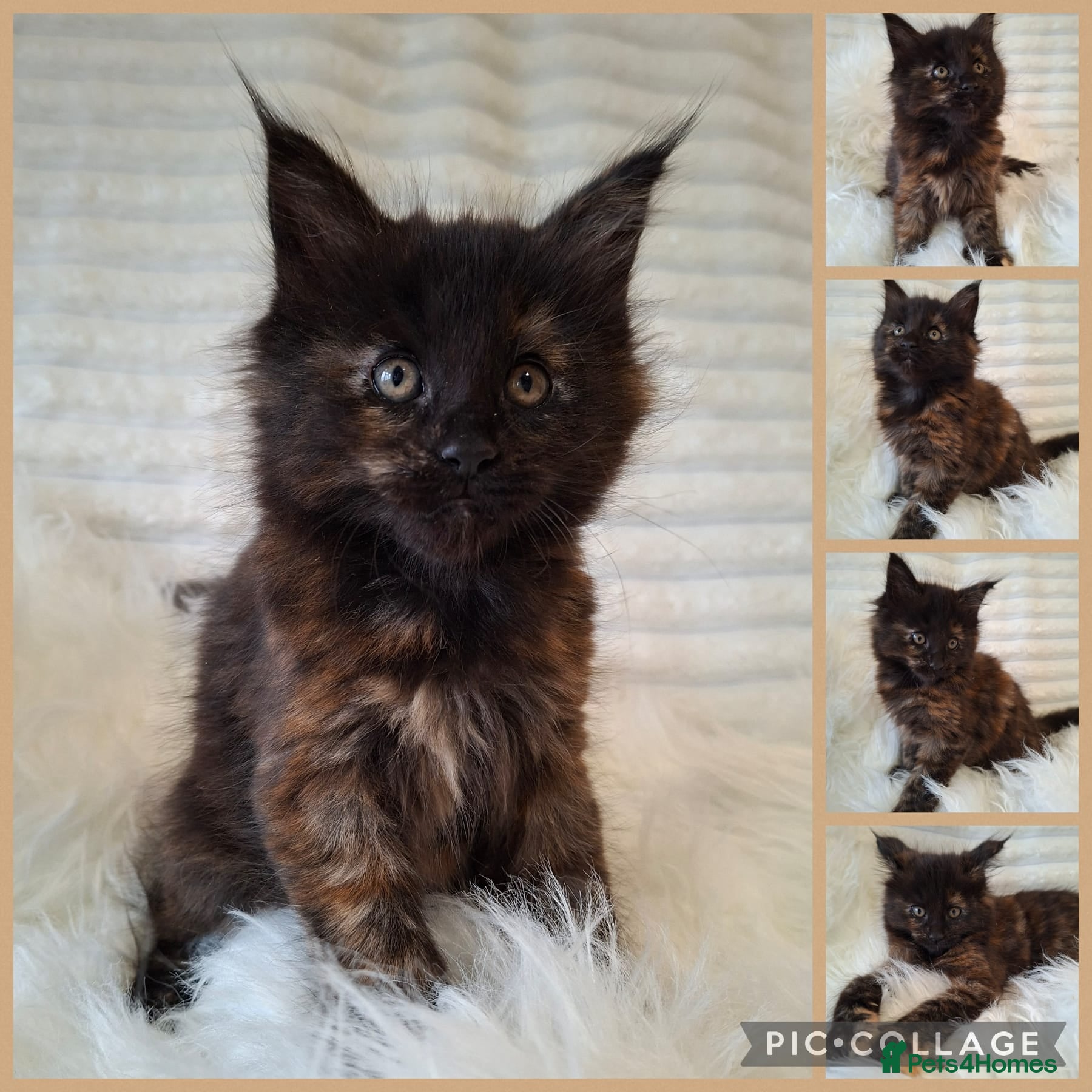 Maine Coon cats 🐾🐈‍⬛GORGEOUS 9WEEK OLD MAINE COON KITTENS🐈‍⬛🐾 - Advert 16