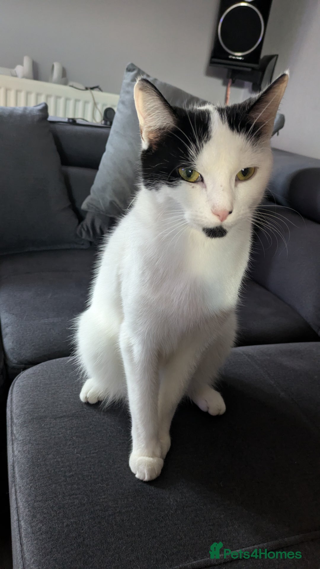 Domestic Shorthair cats for sale: Kittens - Advert 1