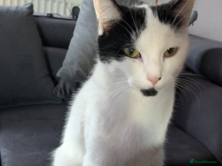 Domestic Shorthair cats Kittens - Advert 1