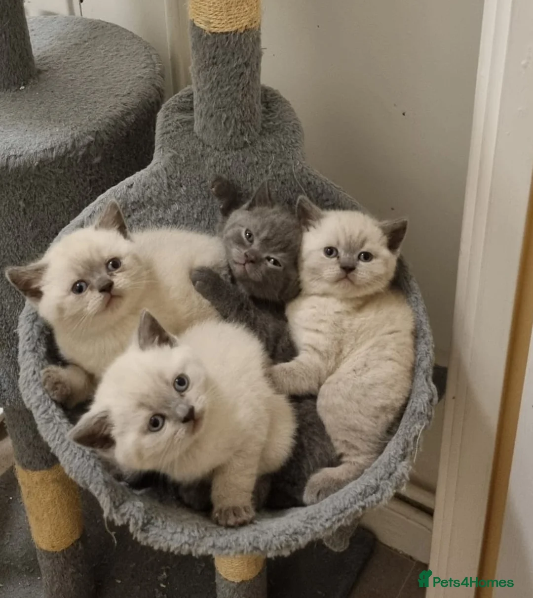 British Shorthair cats for sale: COLOURPOINT BSH - Advert 2