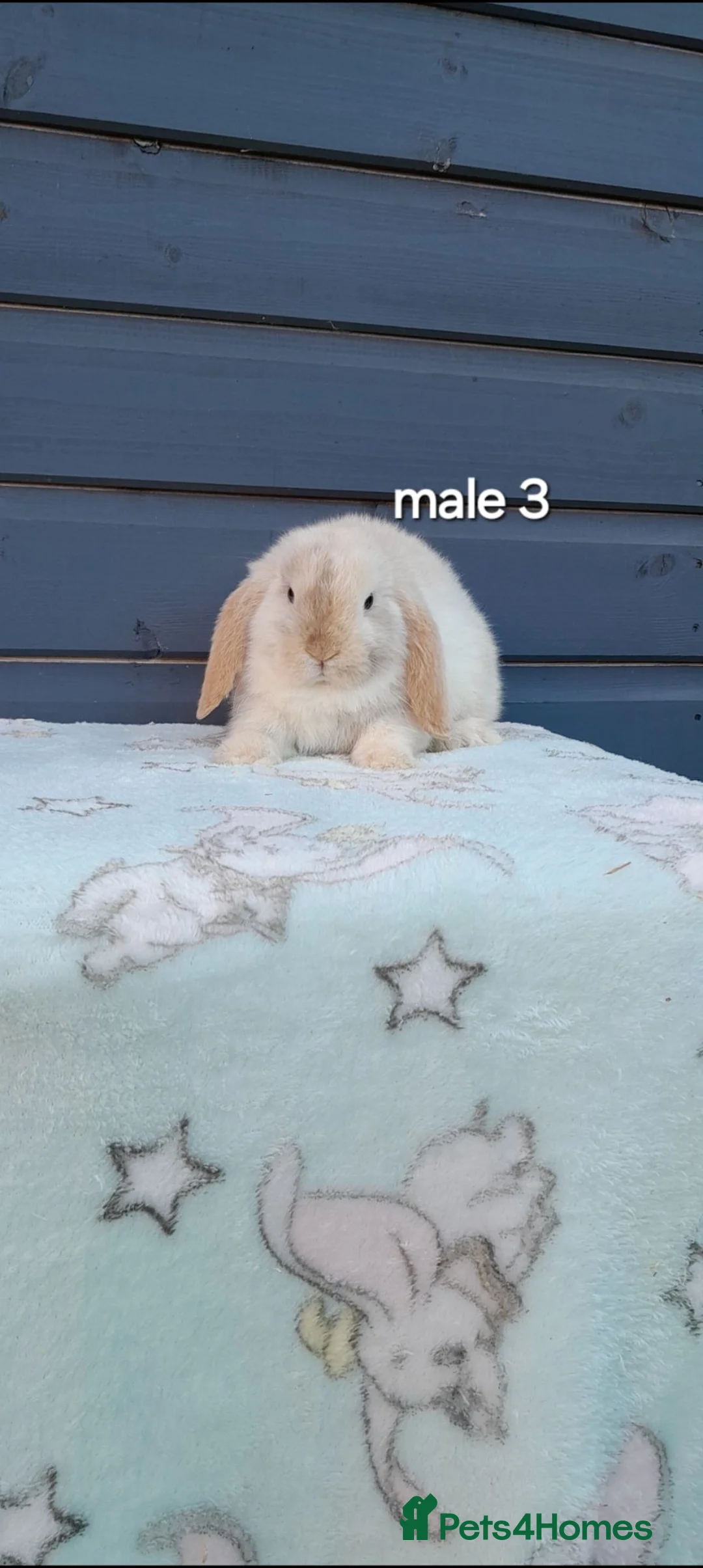 Mini Lop rabbits for sale: Purebred mini lop rabbits. Ready now - Advert 12