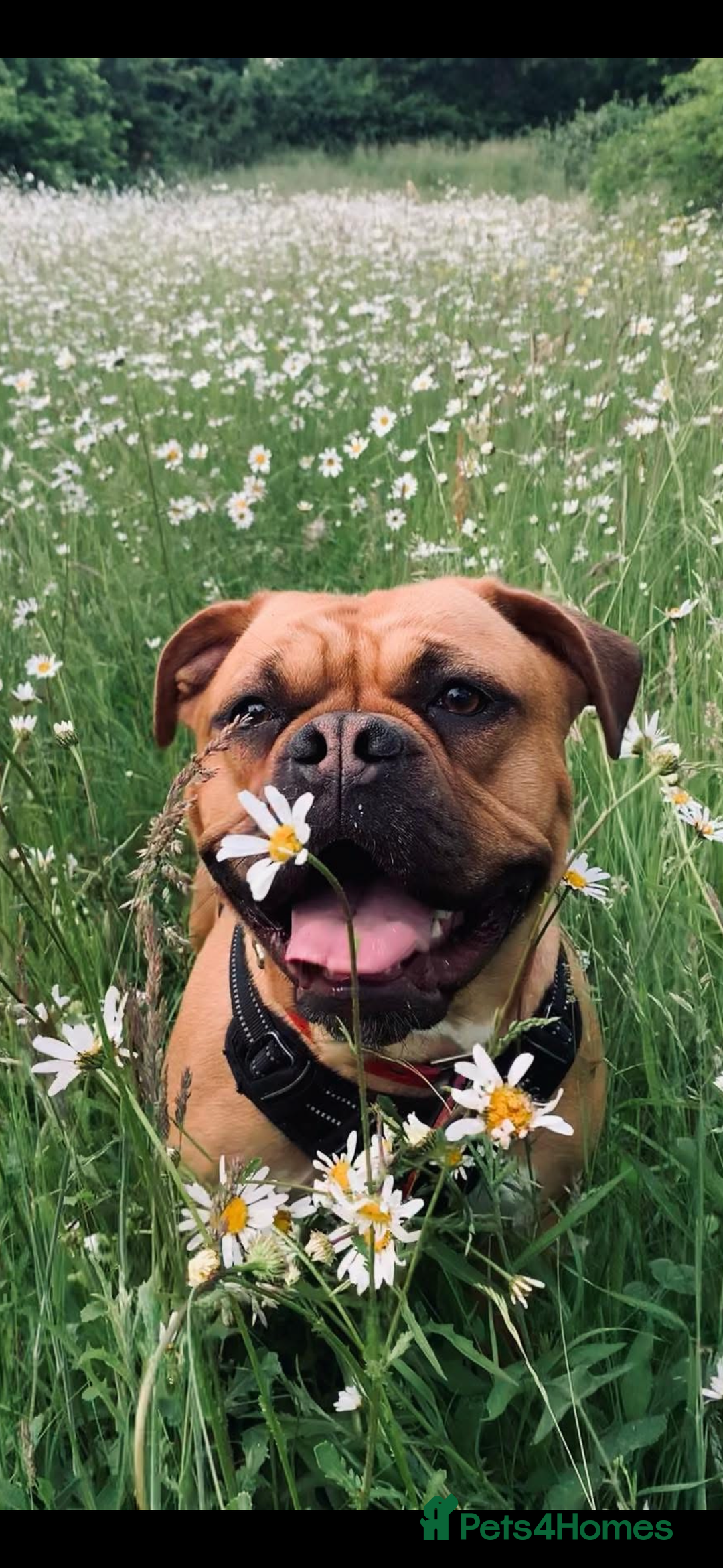 Mixed Breed dogs for sale: Beautiful old tyme bulldog puppies  ❤️ - Advert 4