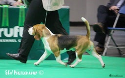 Beagle dogs for stud: Winner at Crufts 2025! in Tonbridge - Image 6