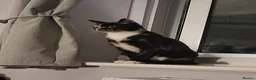 Mixed Breed cats for adoption: Bonnie for adoption - Advert 2
