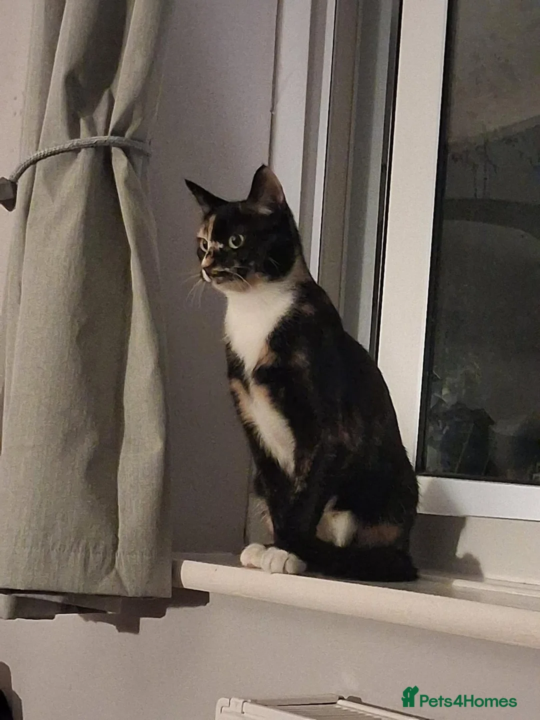 Mixed Breed cats for adoption: Bonnie for adoption - Advert 2