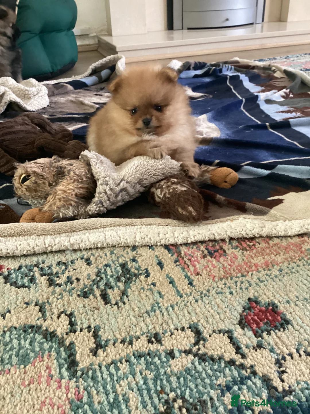 Pomeranian dogs for sale: kc reg top quality teddy Pomeranian pups  - Advert 2