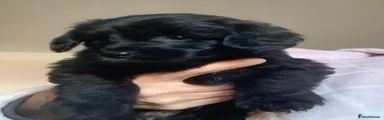 Cockapoo 6