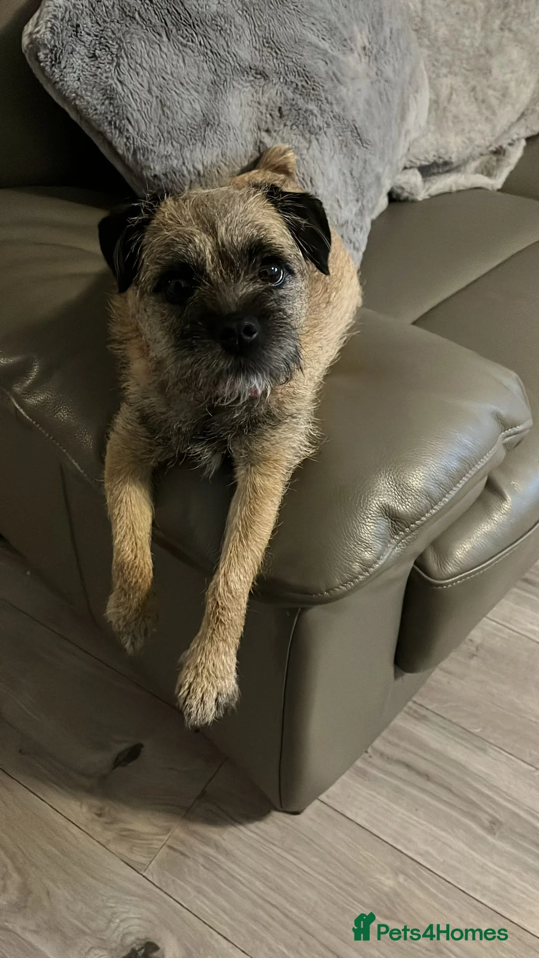 Border Terrier dogs for sale: Border terrier puppies  - Advert 2