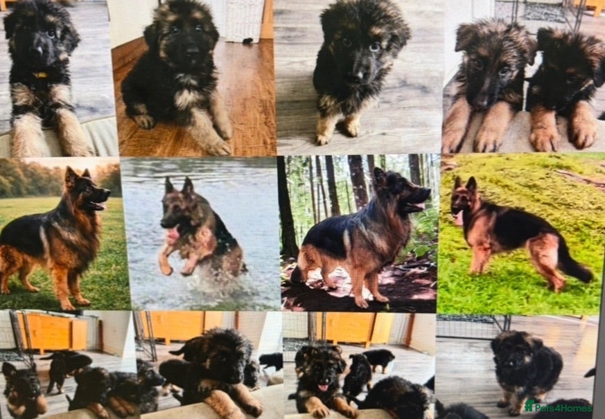 German Shepherd dogs  KC REGISTERED LONG-COAT GERMAN SHEPHERDS  - Advert 2