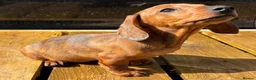 Miniature Dachshund dogs for sale: Miniature dachshund boys 🐾 - Advert 5
