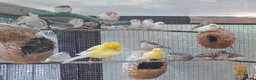 Finches birds for sale: Zebra finches - Swindon  - Advert 3