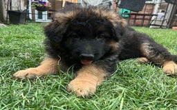 German Shepherd dogs for sale: Top Quality GSD puppies available  - Image 13