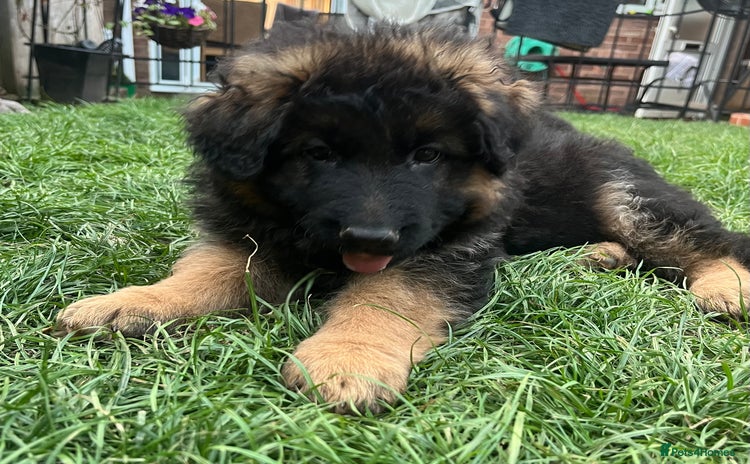 German Shepherd dogs - Advert 16