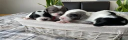 Sproodle dogs for sale: ✨ Premium Rare Sproodle Puppies – Champion Lines ✨ - Advert 2
