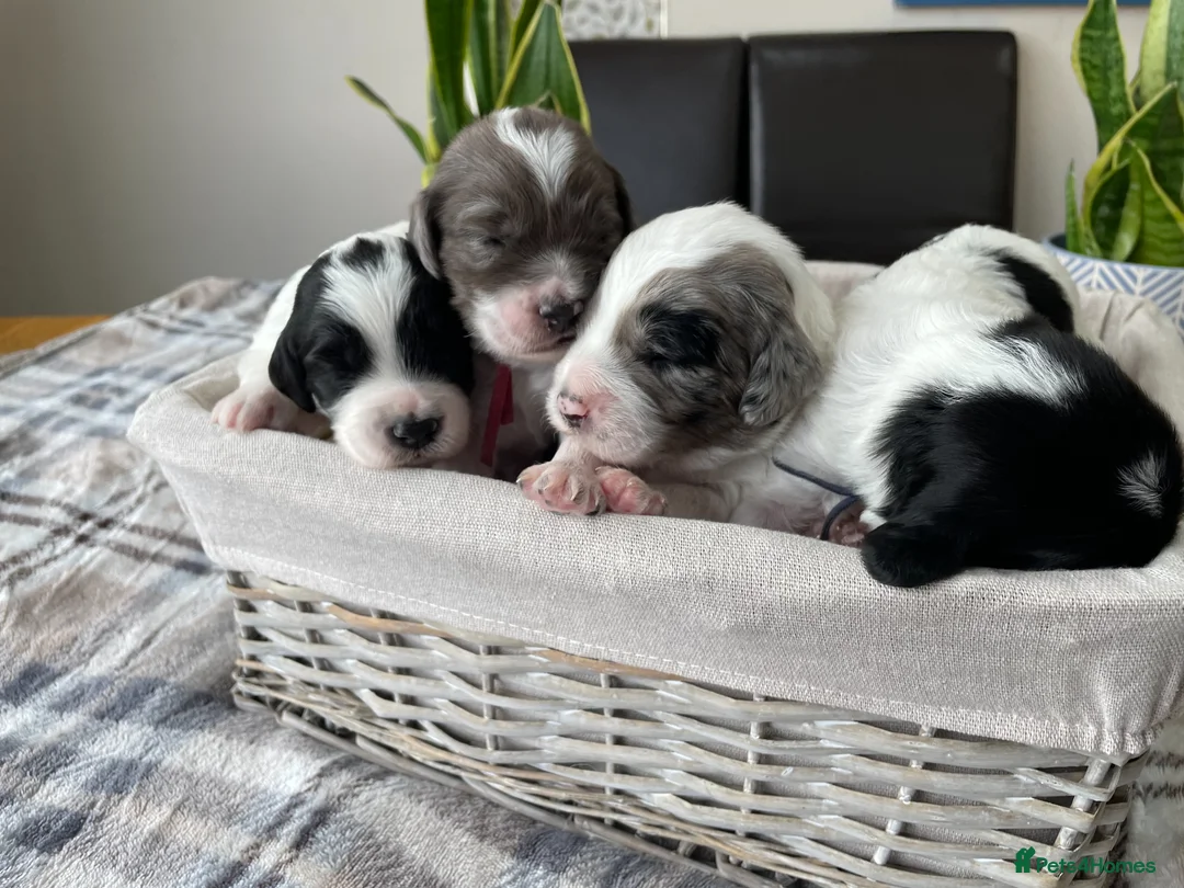 Sproodle dogs for sale: ✨ Premium Rare Sproodle Puppies – Champion Lines ✨ - Advert 2