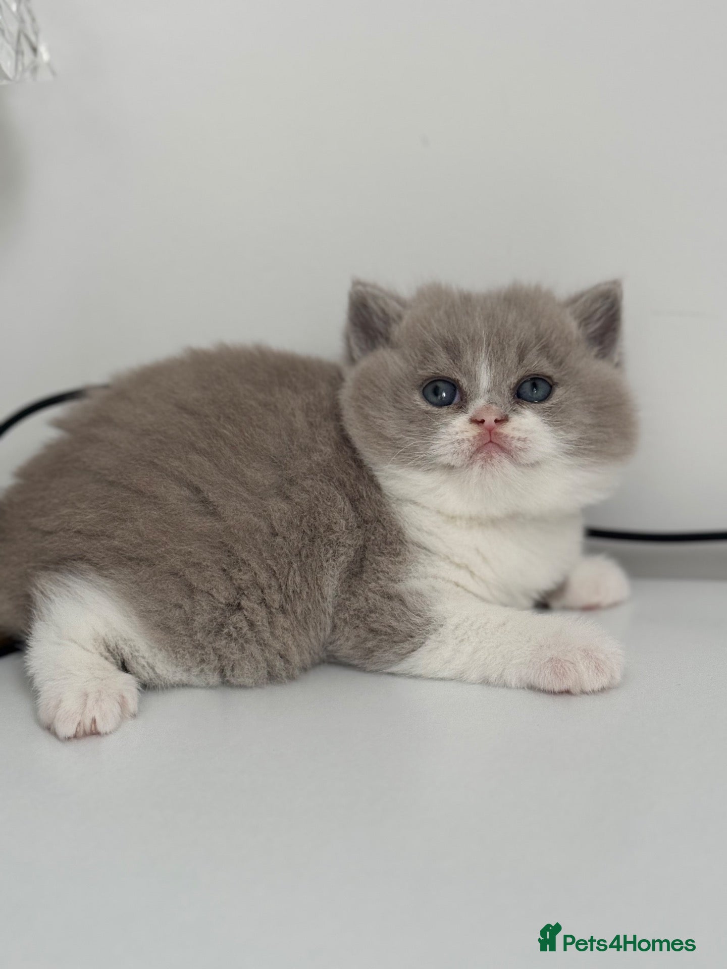 British Shorthair cats TICA reg lilac bi colours ready from 10 December  - Advert 3