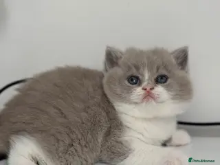 British Shorthair cats TICA reg lilac bi colours ready from 10 December - Advert 1