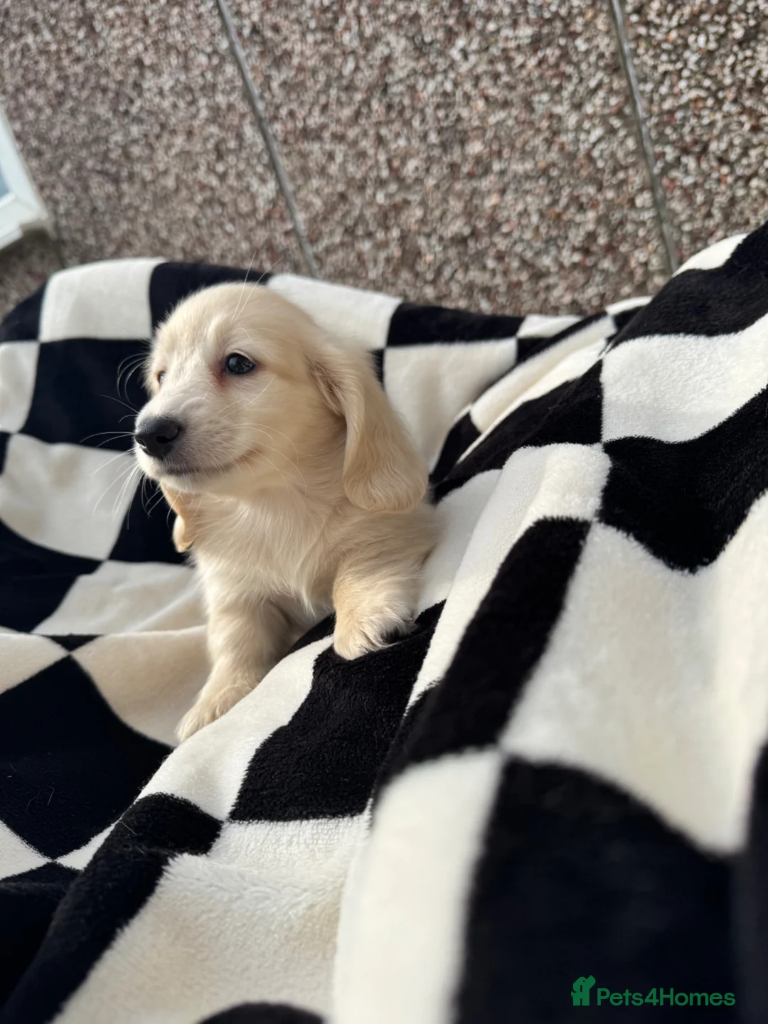 Miniature Dachshund dogs for sale: KC mini ee/ii cream long hair - Advert 2