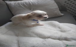 Cavapoo dogs for sale: Cavapoo - Advert 6