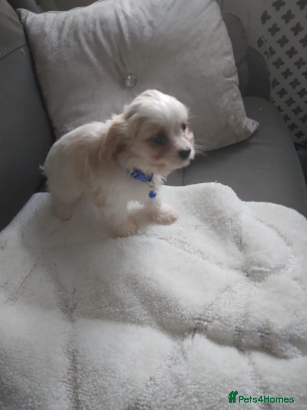 Cavapoo dogs for sale: Cavapoo - Advert 6