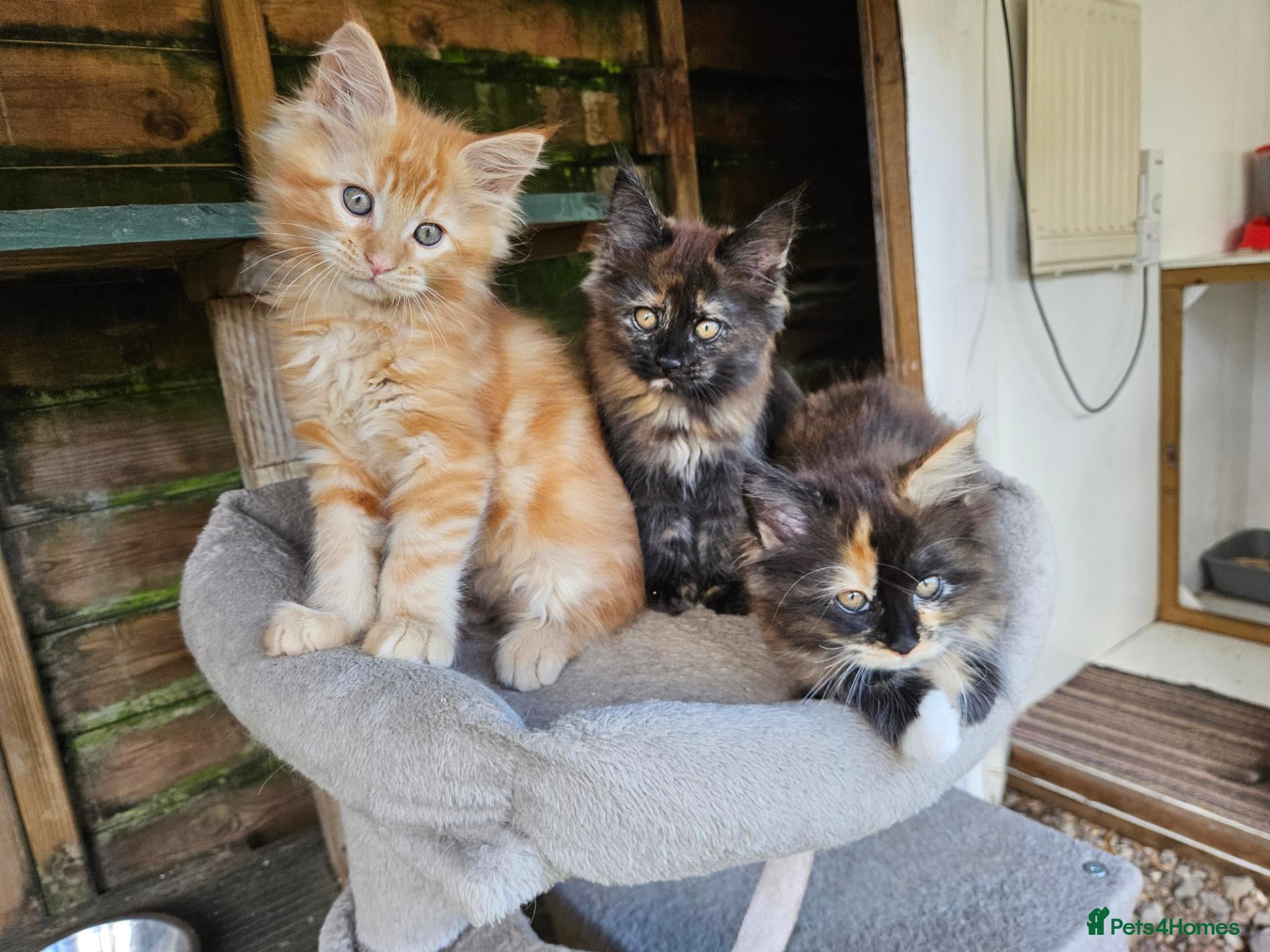 Maine Coon cats Maine Coon babies  - Advert 1