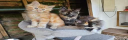 Maine Coon cats for sale: Maine Coon babies  - Advert 1