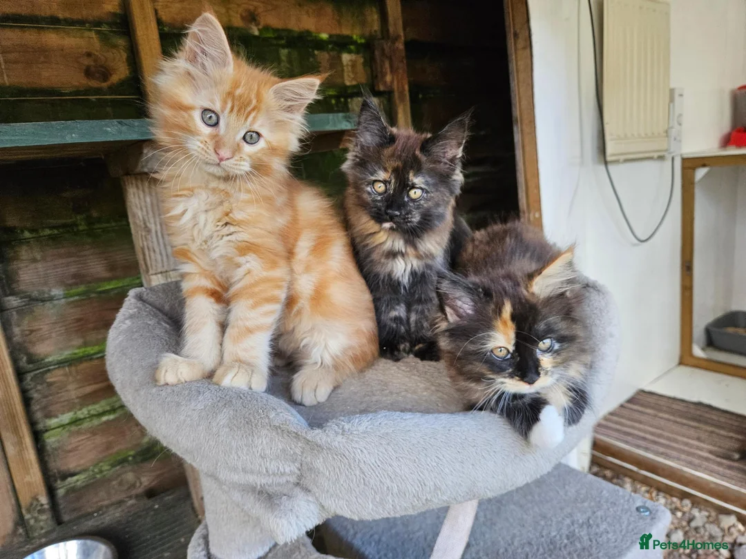 Maine Coon cats for sale: Maine Coon babies  - Advert 1