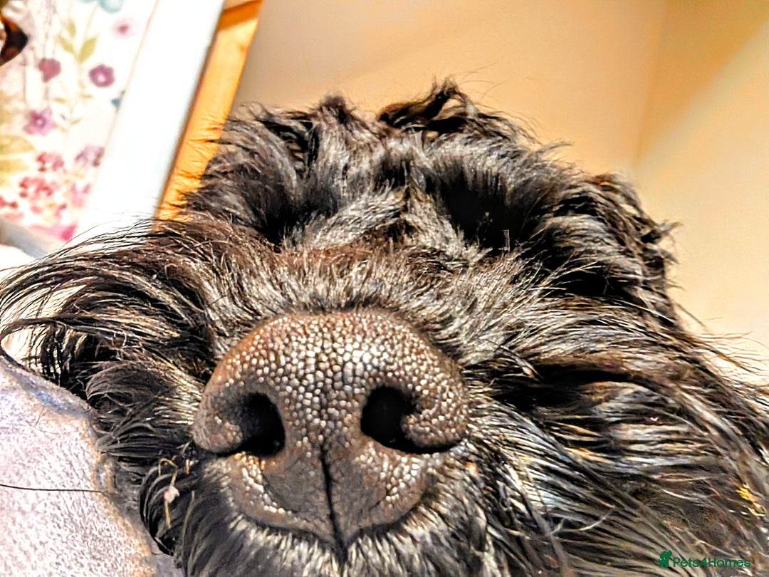 Cockapoo dogs for sale: TRAINED PUPPY - Cockapoo - essential training in Port Talbot - Image 5