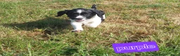 English Springer Spaniel dogs for sale: Fully health tested working springer spaniels  in Buckingham - Advert 10