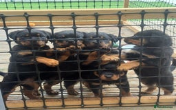 Rottweiler dogs for sale: Rottweiler chunky Puppies *READY TO LEAVE* - Image 19