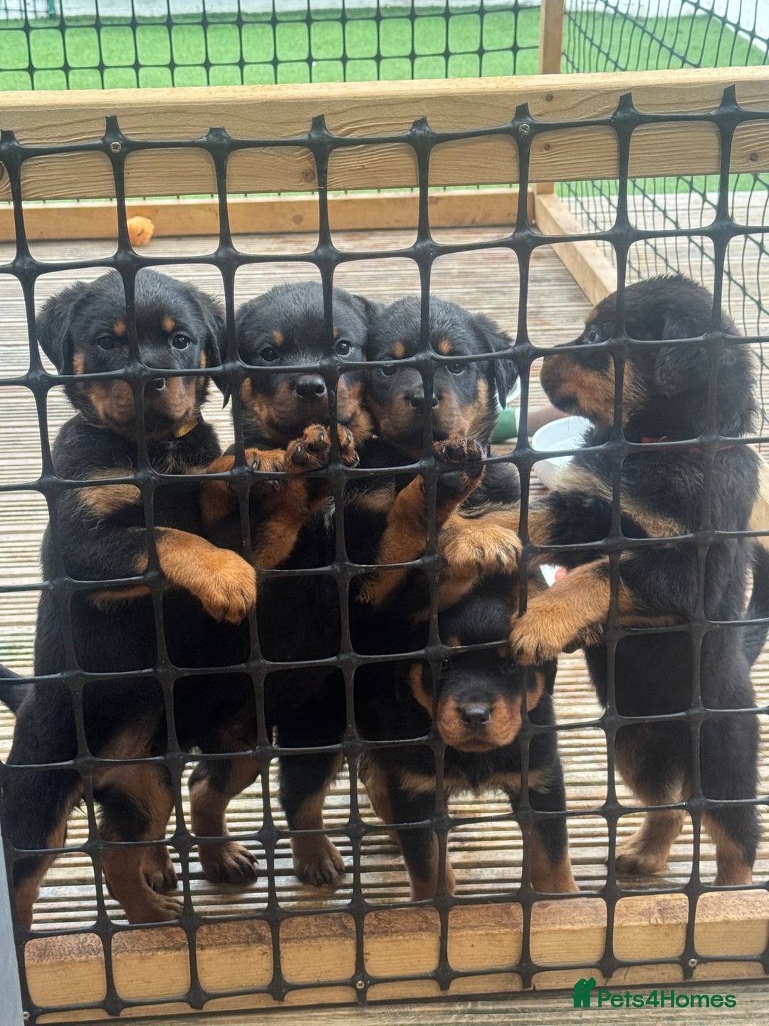 Rottweiler dogs for sale: Rottweiler chunky Puppies *READY TO LEAVE* - Image 19