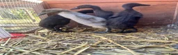 Ducks poultry for sale: Muscovy Indian runner duckling  - Advert 8