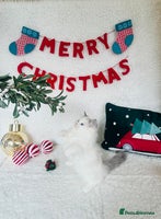 Ragdoll cats - Advert 6