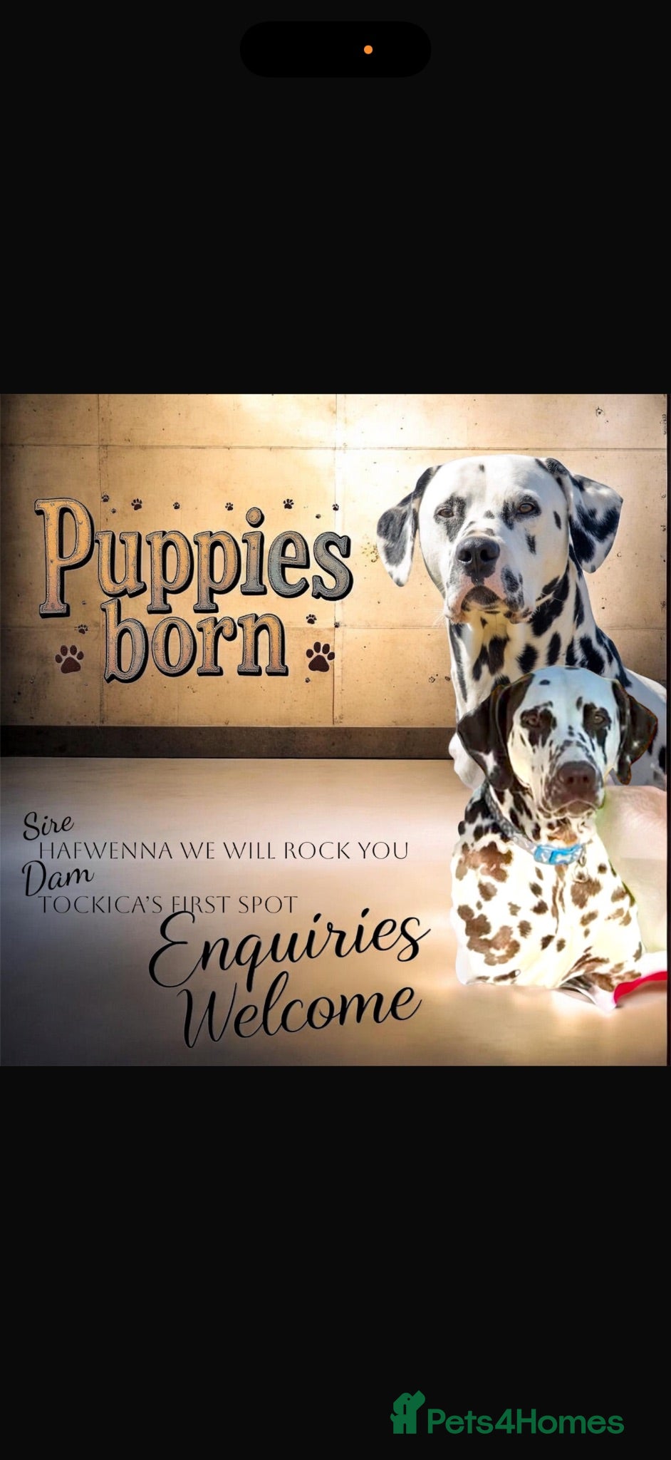 Dalmatian dogs 9 beautiful Dalmation puppies  - Advert 1