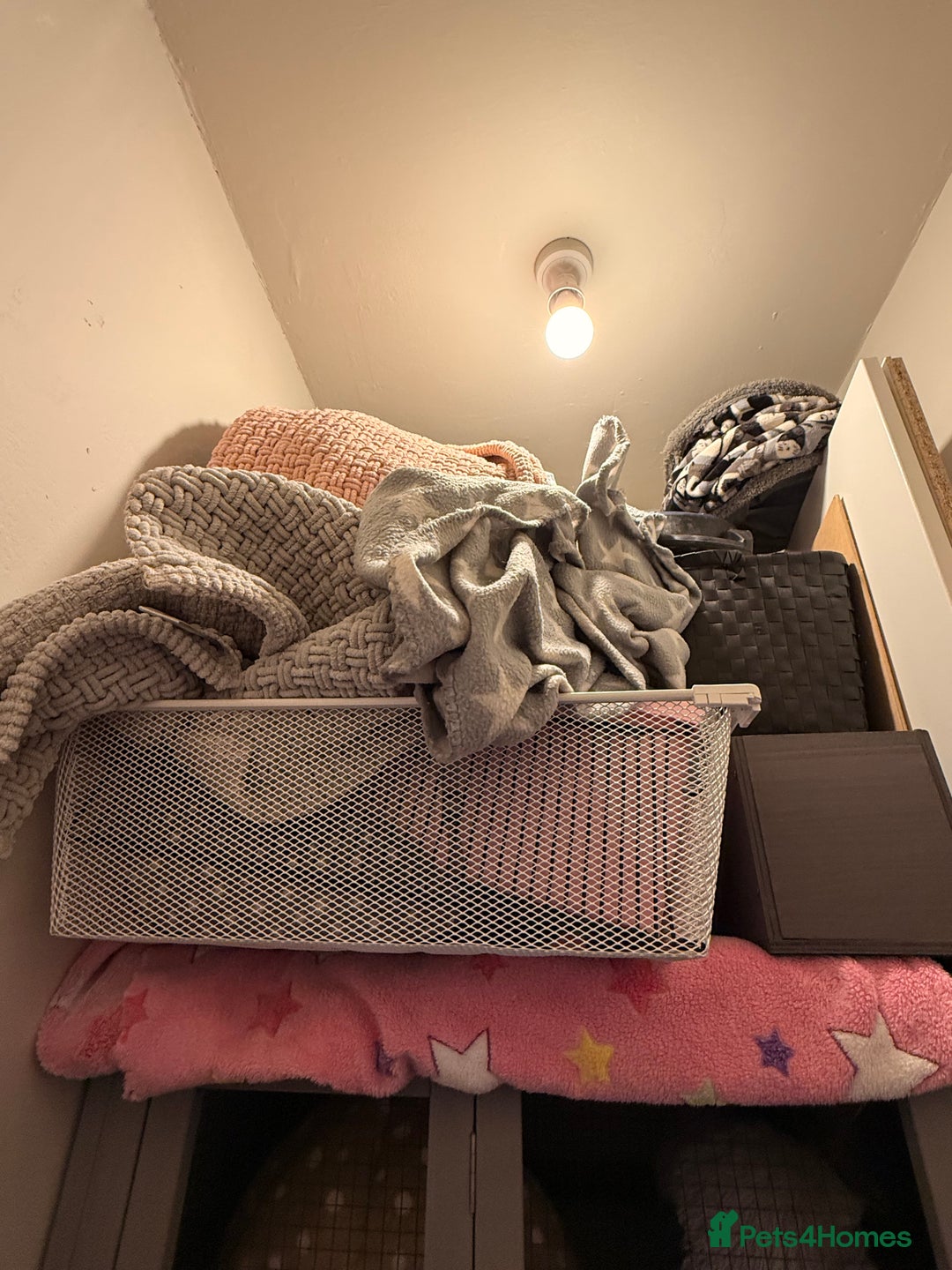 Ferret rodents for sale: Fifi & Skunk - Advert 13