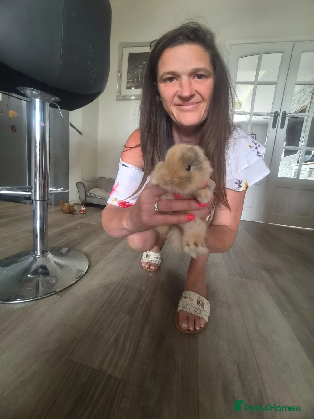 Mini Lop rabbits for sale: Gorgeous mini lops 3 boys left now  - Advert 12